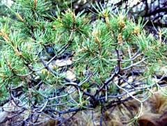 Pinus cembroides Mexican Pine Nut, Pinyon Pine
