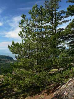 Pinus contorta Beach Pine, Lodgepole pine, Bolander beach pine, Beach pine, Sierra lodgepole pine, Yukon pine, Shor