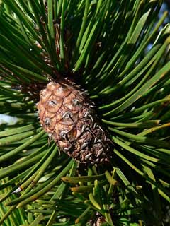 Pinus contorta Beach Pine, Lodgepole pine, Bolander beach pine, Beach pine, Sierra lodgepole pine, Yukon pine, Shor