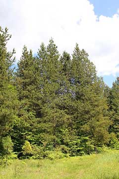 Pinus contorta latifolia Lodgepole Pine