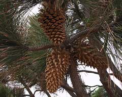 Pinus coulteri Big-Cone Pine, Coulter pine
