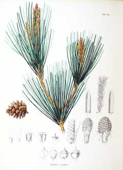 Pinus densiflora Japanese Red Pine