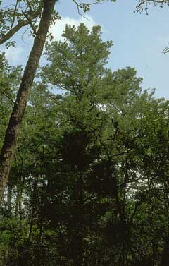 Pinus echinata Short-Leaf Pine