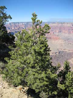 Pinus edulis Rocky Mountain Piñon, Twoneedle pinyon, Nut Pine, Pinyon Pine, Rocky Mountain Pinyon Pine, Singlelea