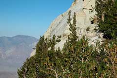Pinus flexilis Limber Pine, Rocky Mountain White Pine