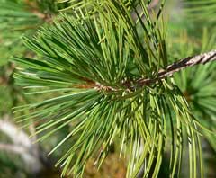 Pinus flexilis Limber Pine, Rocky Mountain White Pine