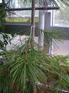 Pinus gerardiana Chilghoza Pine
