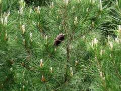 Pinus halepensis Aleppo Pine