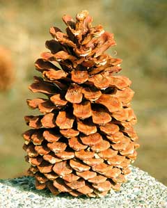 Pinus jeffreyi Jeffrey Pine