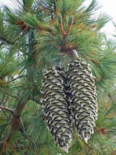 Pinus lambertiana Sugar Pine