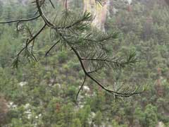 Pinus leiophylla Smooth-Leaf Pine, Chihuahuan pine