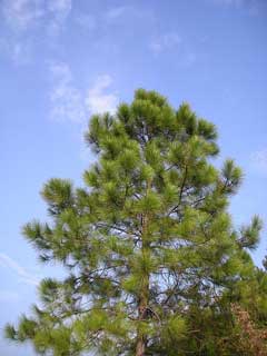 Pinus massoniana Chinese Red Pine
