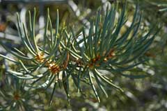 Pinus monophylla Single Leaf Piñon, Single Leaf PinyonPine, Stone Pine,  Pine Pinyon