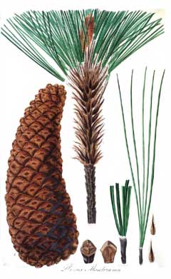 Pinus montezumae Montezuma Pine