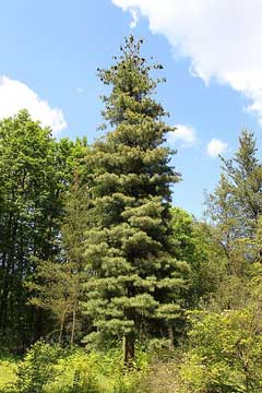Pinus monticola Western White Pine