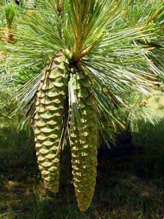 Pinus monticola Western White Pine
