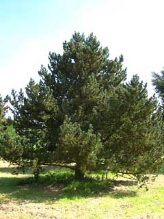 Pinus mugo Dwarf Mountain Pine, Mugo pine, Mountain Pine