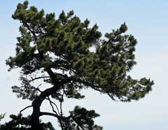 Pinus muricata Bishop