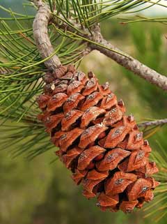 Pinus nelsonii 