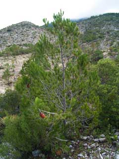 Pinus nelsonii 