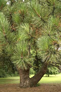 Pinus nigra Austrian Pine, Black Pine