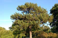 Pinus nigra laricio Corsican Pine