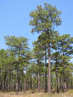 Pinus palustris Pitch Pine, Longleaf pine, Southern Pine