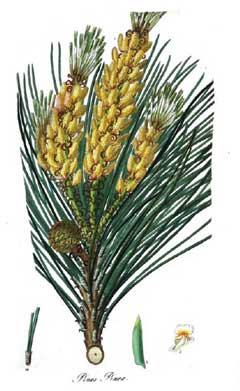 pinus pinea Italian Stone Pine, Umbrella Pine, Stone Pine