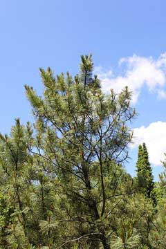Pinus pumila Dwarf Siberian Pine
