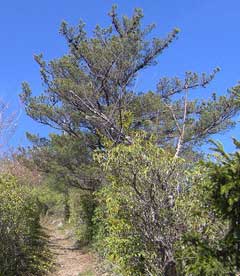 Pinus pungens Prickle Pine, Table Mountain pine