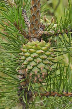 Pinus pungens Prickle Pine, Table Mountain pine