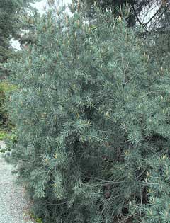Pinus quadrifolia Parry Piñon, Parry