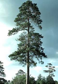 Pinus resinosa Red Pine