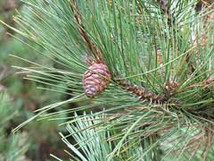 Pinus resinosa Red Pine