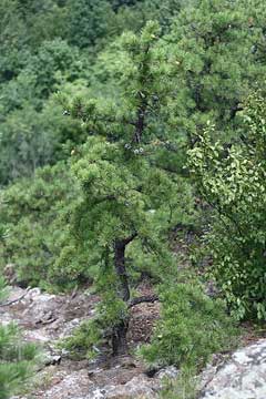 Pinus rigida Northern Pitch Pine, 	Pitch pine