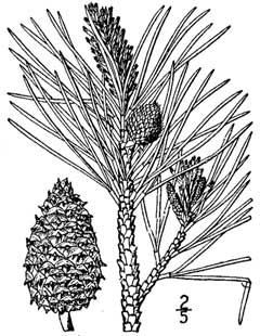 Pinus rigida Northern Pitch Pine, 	Pitch pine