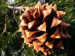 Pinus sabiniana Digger Pine, California foothill pine, Bull Pine, Gray Pine, Digger Pine