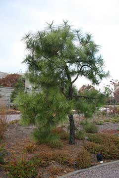 Pinus serotina Pond Pine