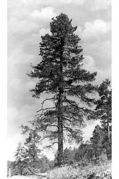 Pinus strobiformis Southwestern White Pine