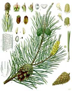 Pinus sylvestris Scot