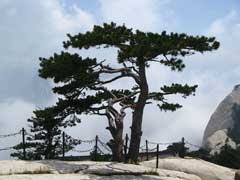 Pinus tabuliformis Chinese Red Pine, Southern Chinese pine