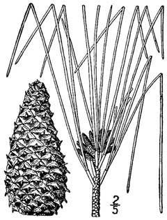 Pinus taeda Loblolly Pine