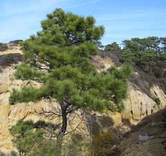 Pinus torreyana Soledad Pine, Torrey pine, Santa Cruz Island Torrey pine, Soledad pine, Torrey  pine