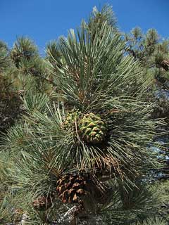 Pinus torreyana Soledad Pine, Torrey pine, Santa Cruz Island Torrey pine, Soledad pine, Torrey  pine