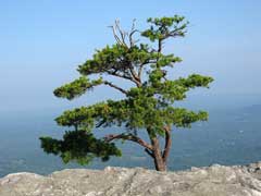 Pinus virginiana Scrub Pine, Virginia pine, Jersey Pine,