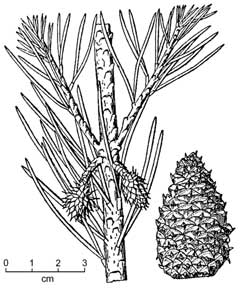 Pinus virginiana Scrub Pine, Virginia pine, Jersey Pine,