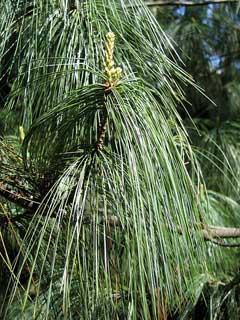 Pinus wallichiana Himalayan Blue Pine, Bhutan pine, Himalayan  Pine