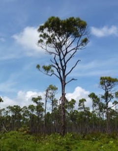 Pinus caribaea Caribbean Pine. Caribbean pitch pine