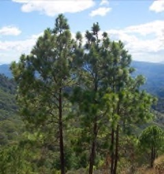 Pinus oocarpa Oocarpa Pine, Pino amarillo
