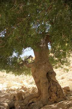 Pistacia atlantica Betoum, Mt. Atlas mastic tree, Mount Atlas  Mastic